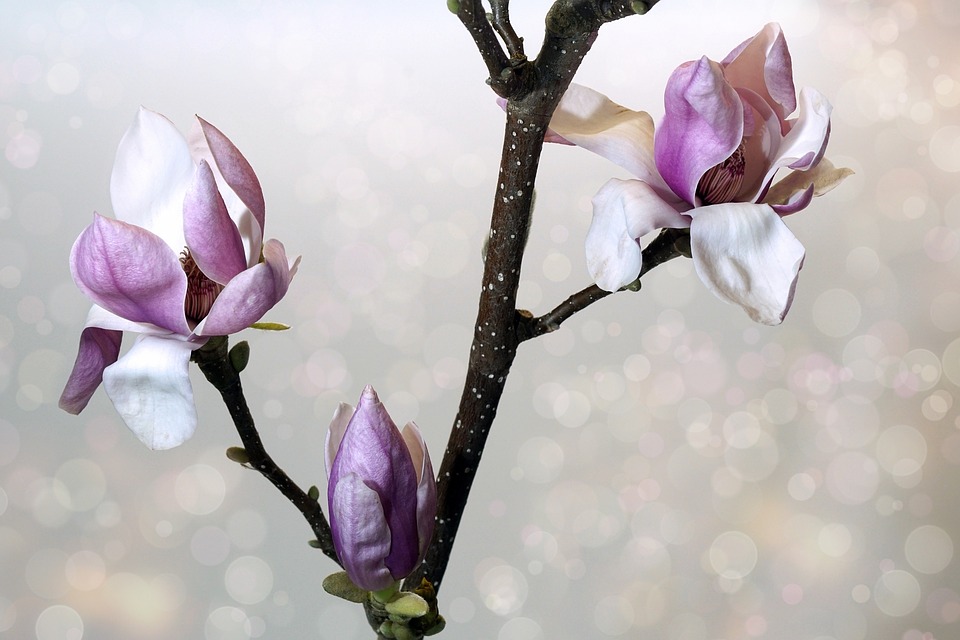A magnolia flowering in the crisp, spring air. 