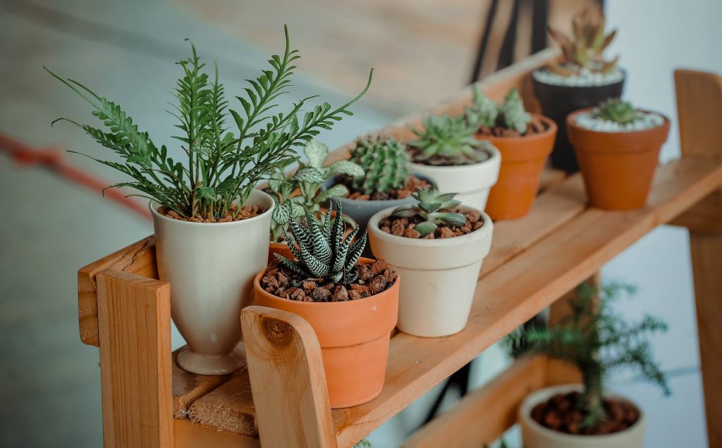 A small bunch of house plants growing in ceramic pots on a bench.
