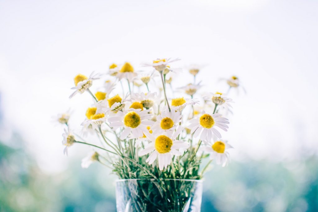 A bunch of daisies placed in a clear glass vase.